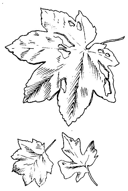 Plansa de colorat cu Toamna 153 61